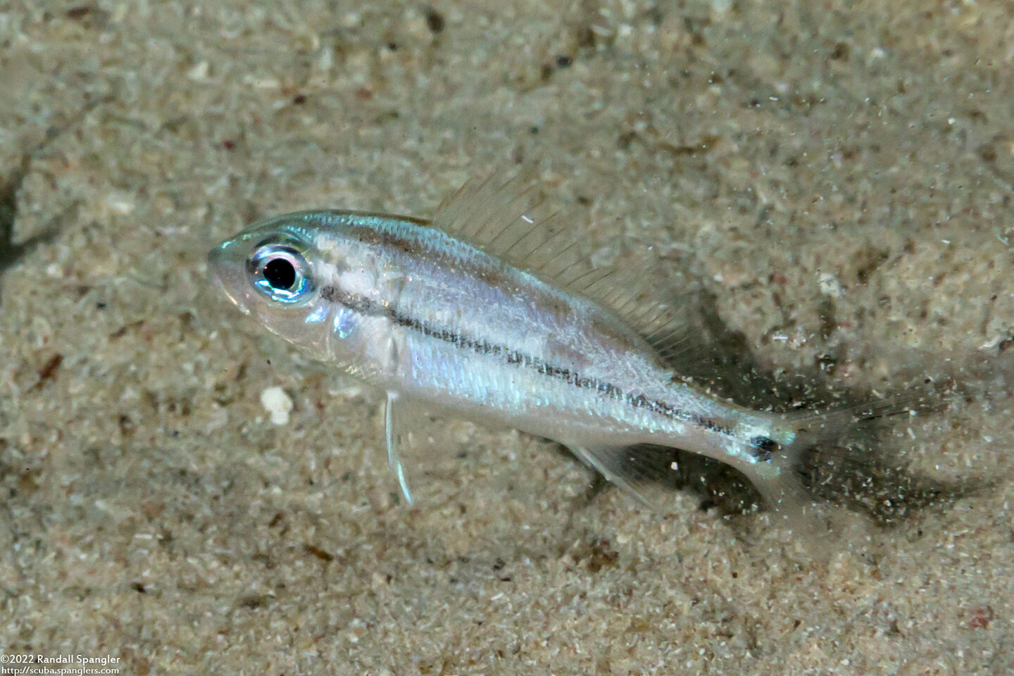 Haemulon flavolineatum (French Grunt)